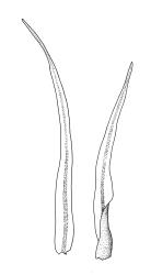 Orthodontium lineare, leaves. Drawn from J.E. Beever 31-15, CHR 406193.
 Image: R.C. Wagstaff © Landcare Research 2021 CC BY 4.0